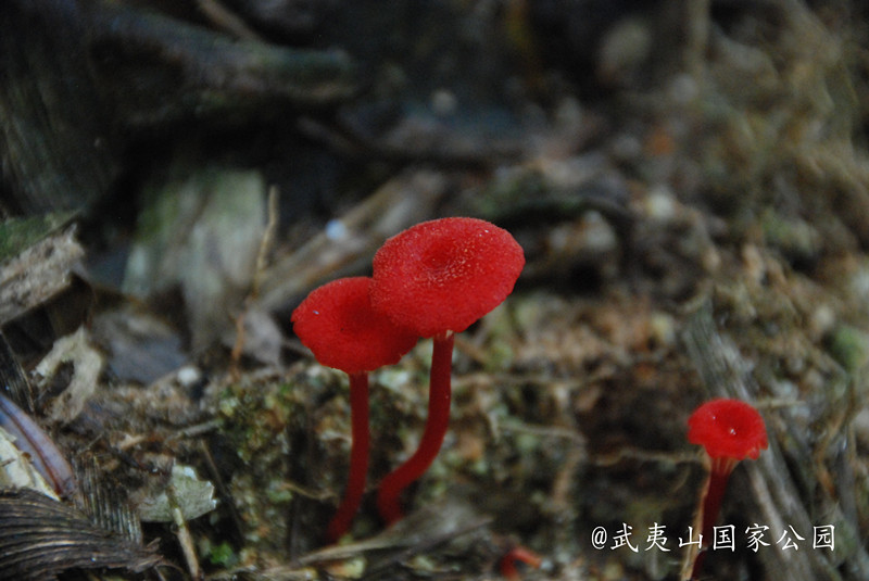 緋紅濕傘